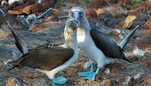 Galapagos Wildlife: Blue footed booby pair © Sally Wellman
