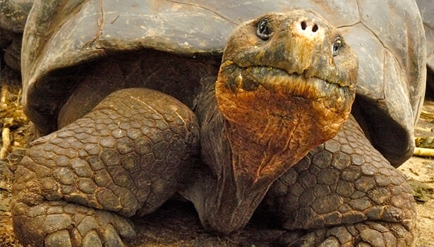 Galapagos Wildlife: Galapagos Giant Tortoise © David Tozer