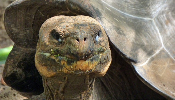 Galapagos Wildlife: Galapagos Giant Tortoise © GCT