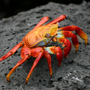 Galapagos Wildlife: Sally lightfoot crab