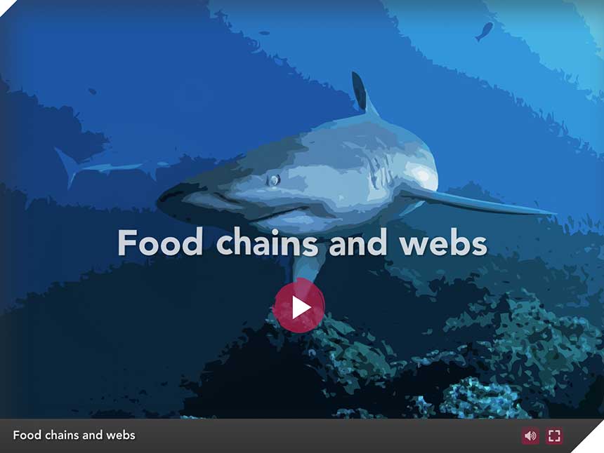 Galapagos Graphics: Food chain activity opening image