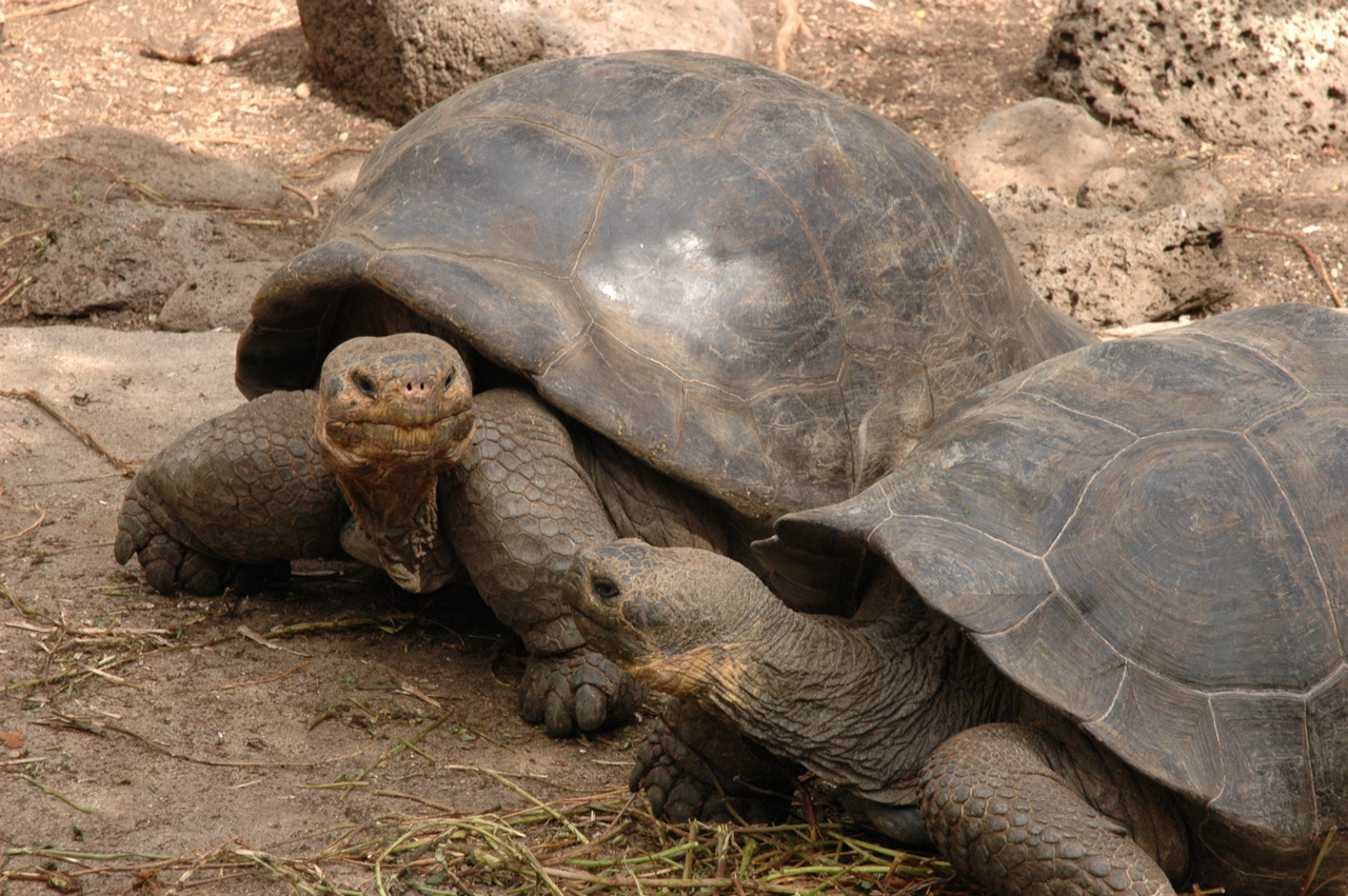 Galapagos Wildlife: Galapagos Tortoises © Caroline Pannell