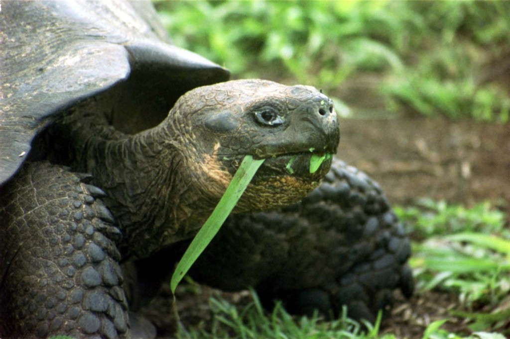Galapagos Wildlife: Santa Cruz Giant Tortoise © Catherine Rouse 