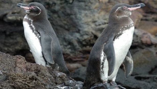 Galapagos Wildlife: Galapagos Penguins © Trevor Platt