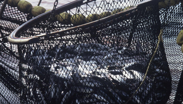 Overfishing © WWF