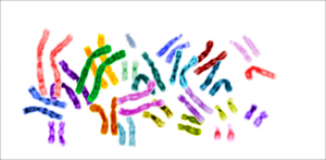 Galapagos Graphics: Chromosomes © National Institute of Health