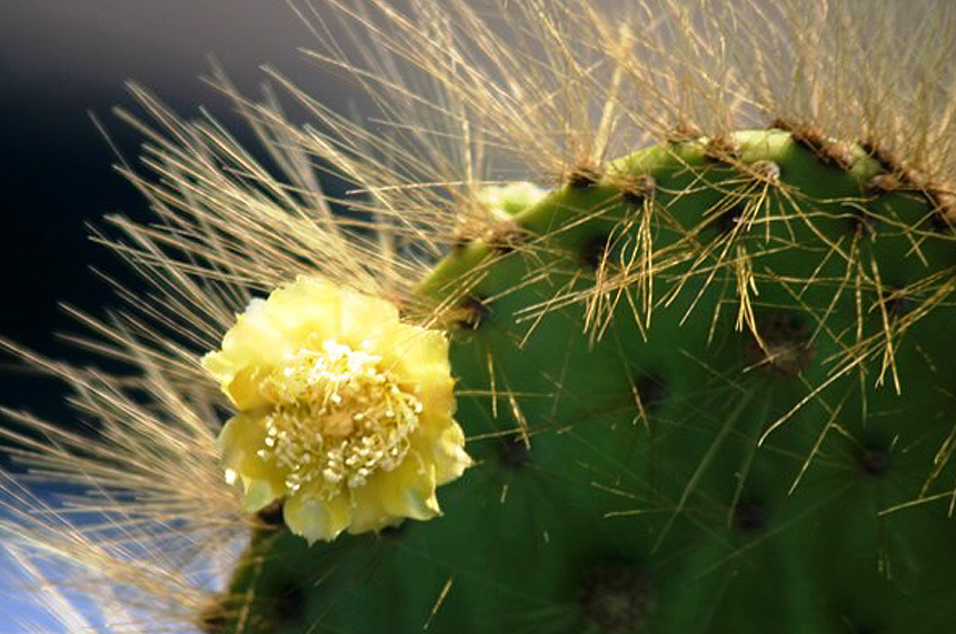 Galapagos Wildlife: Prickly Pear Cactus in flower