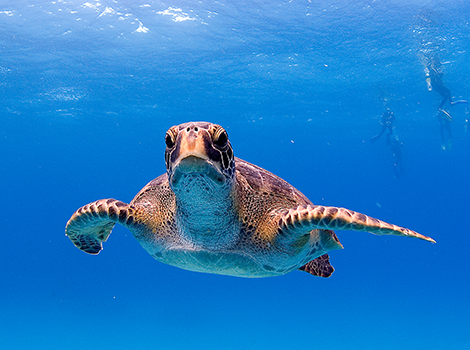 Galapagos Wildlife: Galapagos green turtle © Derek Haslam