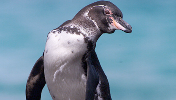 Galapagos Wildlife: Galapagos penguin © Jonathan Green