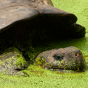 Galapagos Wildlife: Galapagos giant tortoise © Karel de Pauw