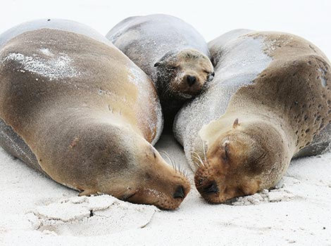 Galapagos Wildlife: Sea Lion family © Robert Silbermann
