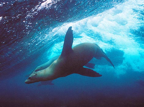 Galapagos Wildlife: Surfing Sea Lion © Godfrey Merlen