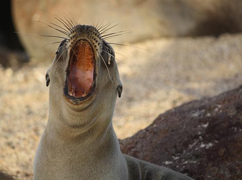 Galapagos Wildlife: Yawning Sea Lion © Barbara and Tim Buckley-Owen