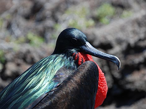 Galapagos Wildlife: Great Frigate Bird © Linda Batsleer