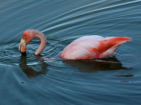 Galapagos Wildlife: Greater flamingo © Bill Hale