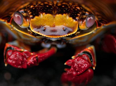 Galapagos Wildlife: Sally Lightfoot crab © Katy Wright