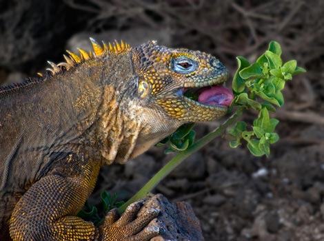 Galapagos Wildlife: Galapagos Land Iguana © Roger Bates