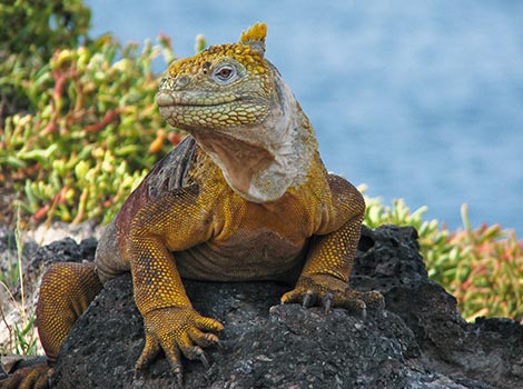 Galapagos Wildlife: Galapagos Land Iguana © Neil Bruce