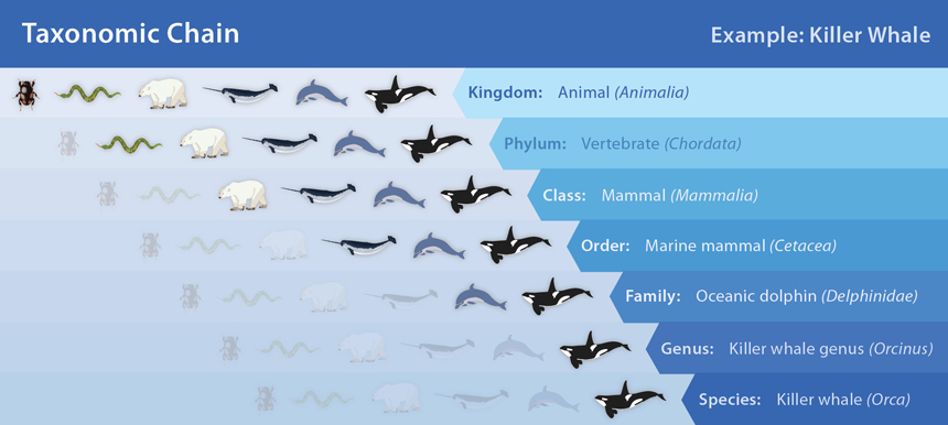 Galapagos Graphics: Taxonomic Chain © Galapagos Conservation Trust