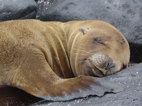 Galapagos Wildlife: Galapagos Fur Seal © Meier