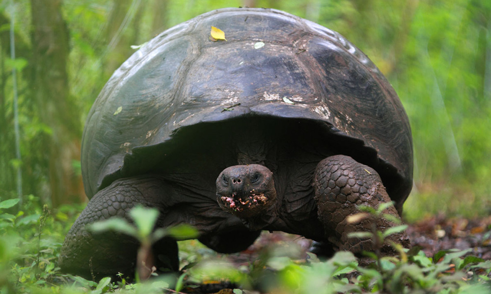 Galapagos Wildlife: Galapagos giant tortoise © Christian Ziegler