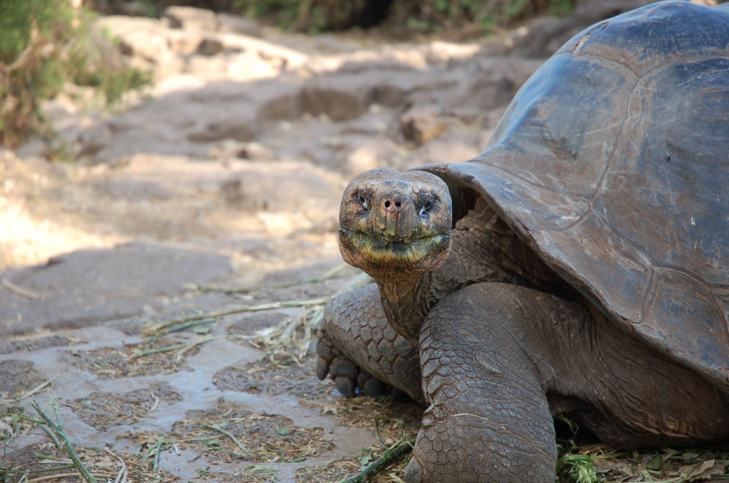 Galapagos Wildlife: Giant Tortoise © Sally Wellman