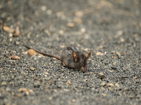 Galapagos Wildlife: Galapagos Rice Rat © Fuller