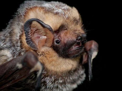 Galapagos Wildlife: Hoary Bat © Daniel Neal