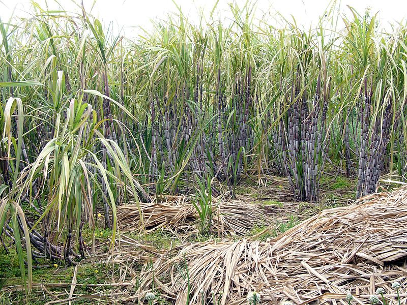 Galapagos Places: A sugar cane plantation