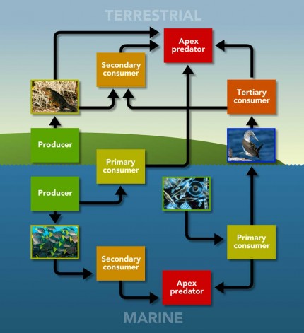 Galapagos Graphics: Food chain diagram © GCT