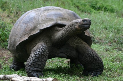 Galapagos Wildlife: Galapagos giant tortoise © Vanessa Green