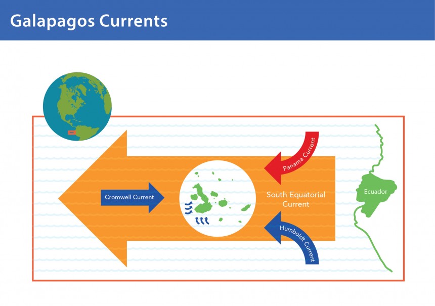 Galapagos Graphics: A diagram showing the ocean currents affecting Galapagos © GCT