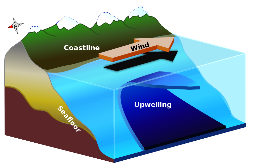 Galapagos Graphics: In the northern hemisphere, if the wind blows parallel to the coast, then Ekman transport can produce a net movement of surface waters, potentially resulting in coastal upwelling (diagram by Lichtspiel)