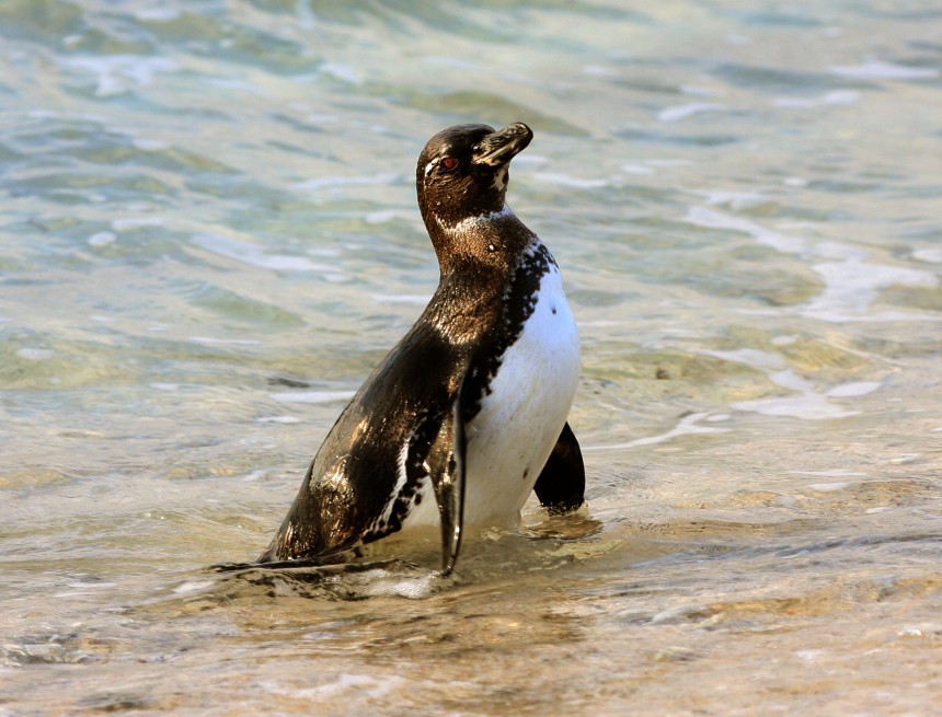 Galapagos Wildlife: Galapagos Penguin © Bill Hale