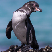 Galapagos Wildlife: Galapagos Penguin © Jonathan Green