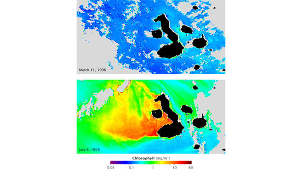 Galapagos Graphics: El Nino vs La Nina © NASA Earth Observatory