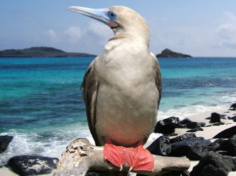 Galapagos Wildlife: Red Footed Booby © Mike Sheperd