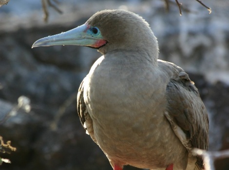Galapagos Wildlife: Red Footed Booby © Vanessa Green