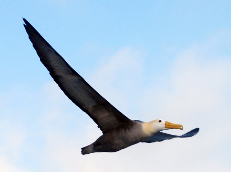 Galapagos Wildlife: Waved Albatross Flying @ David Horwell