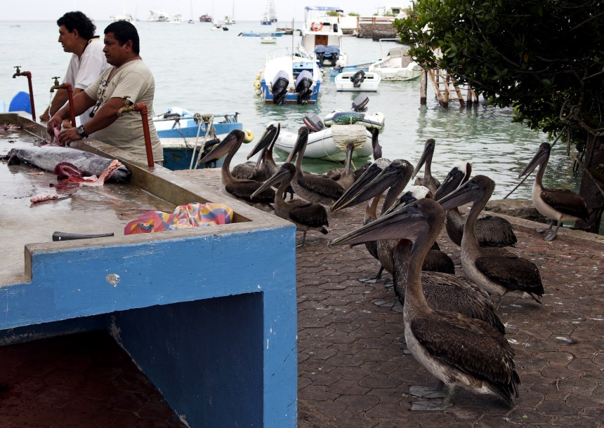 Galapagos Places: Santa Cruz © Chris Deeney