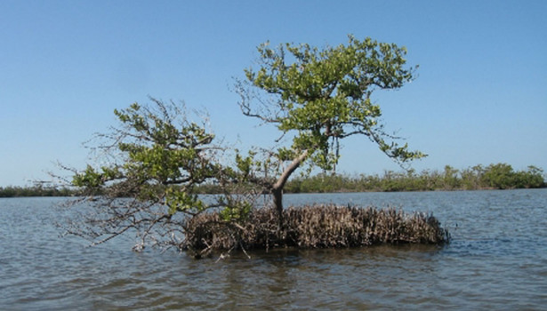 Galapagos Wildlife: Black Mangrove © Wikipedia.org