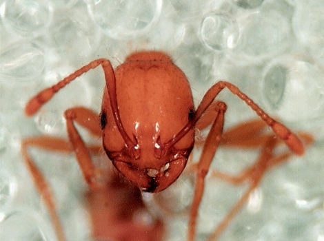 Galapagos Wildlife: Fire Ant © Commonwealth Scientific and Industrial Research Organisation (CSIRO)