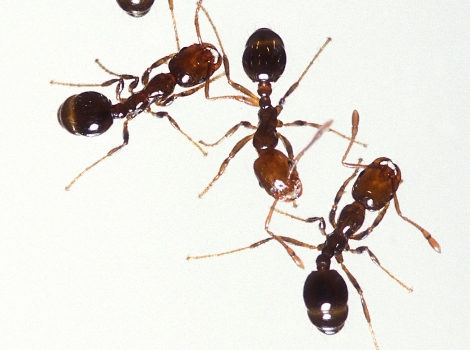 Galapagos Wildlife: Fire Ants by Stephen Ausmus from the United States Department of Agriculture (Public Domain)