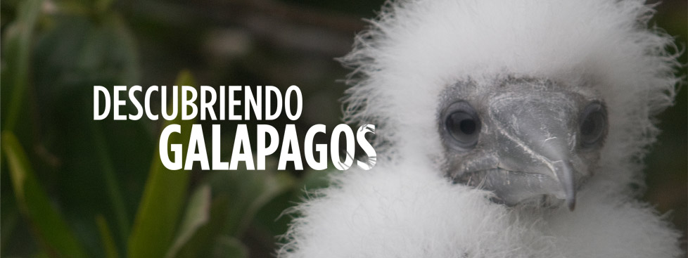 Galapagos Graphics: Descubriendo Galapagos (© Jan Schubert)