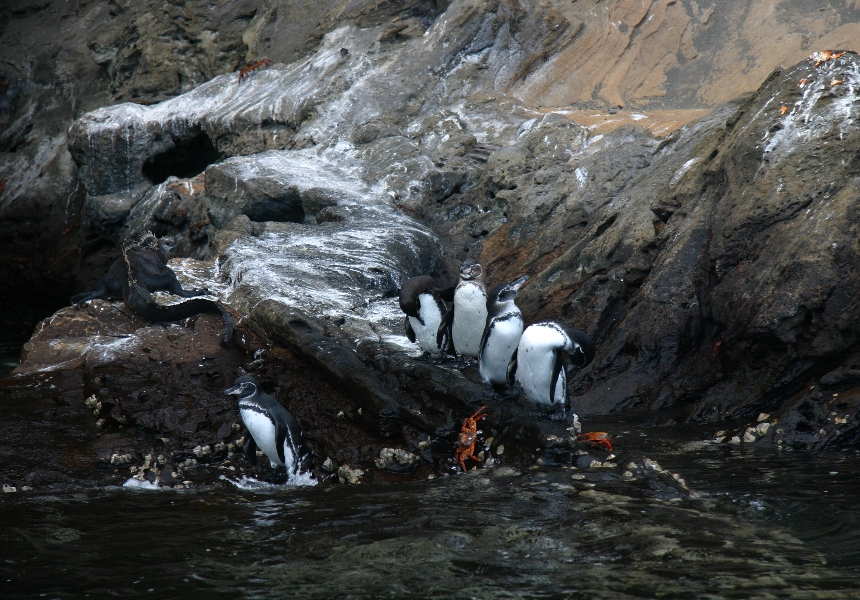 Galapagos Wildlife: Galapagos penguins with Sally lightfoot Crabs and a Marine iguana © Vanessa Green