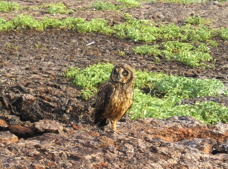Galapagos Wildlife: Owl © Galapagos Conservation Trust
