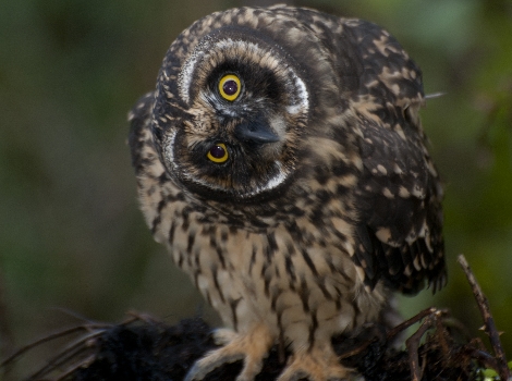 Short-eared Owl ©Godfrey Merlen