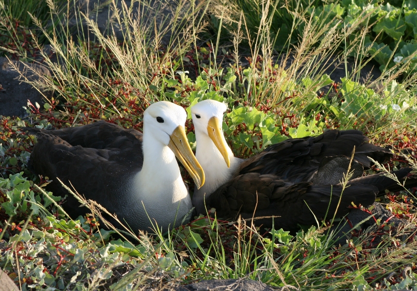Galapagos Wildlife- Waved albatross pair © Robert Silbermann 