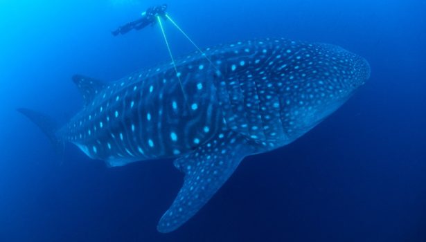 Galapagos Wildlife: Whale Shark © Jonathan Green