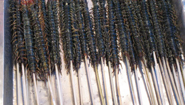 Galapagos Giant Centipedes as food © Wikipedia.org